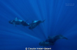 light and motion - the pilot whales of Teneriffe Island -... by Claudia Weber-Gebert 